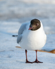 Black-headed Gull standing in the snow during the spring