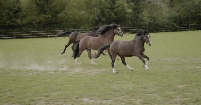 three dark horses running a race at green grass meadow and enjoy their happy life and freedom