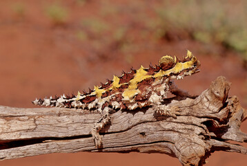 Thorny devil