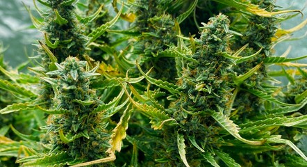 Cannabis Texture Marijuana Leaf Pile Background