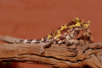 Thorny devil