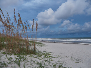 grass on the beach