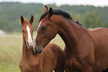 caring bay mare hugs a foal against the background of a meadow	