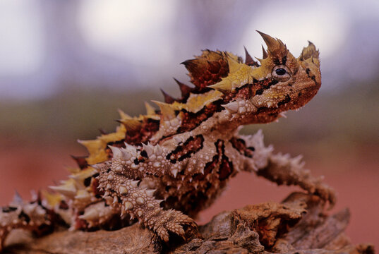 Thorny devil