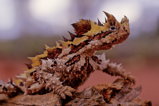 Thorny devil