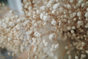 Selective focus Dried gypsophila flowers bouquet. 