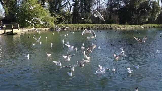 Families are Feeding Birds in Arundel, England. Swanbourne Lake and Sunlight. Very Popular Places, Sightseeing. United Kingdom
