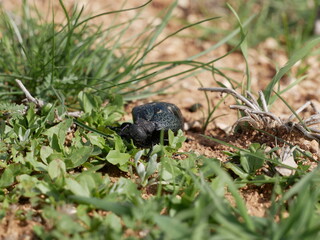 A female of a large black beetle without wings on a sunny spring day. A poisonous beetle with a soft belly on stony soil among green grass. Meloe proscarabaeus in its natural environment.