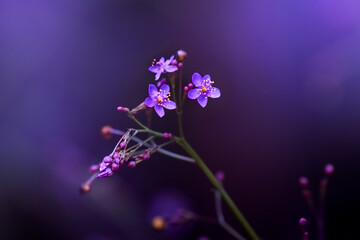 Fototapeta na wymiar The Purple Bloom