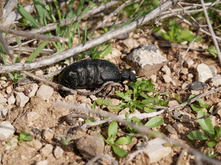 A female of a large black beetle without wings on a sunny spring day. A poisonous beetle with a soft belly on stony soil among green grass. Meloe proscarabaeus in its natural environment.