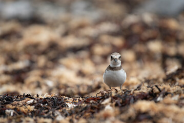 Semipalmated Plover