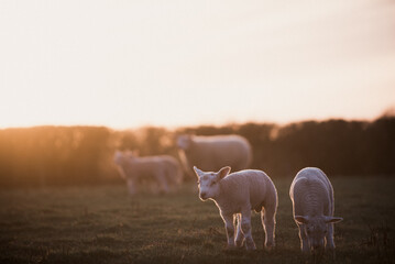 Lambs and Ewes in a golden spring sunset farmer's field