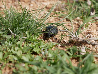 A female of a large black beetle without wings on a sunny spring day. A poisonous beetle with a soft belly on stony soil among green grass. Meloe proscarabaeus in its natural environment.