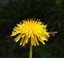 dandelion and insect