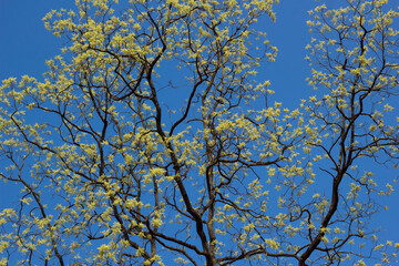 tree in spring