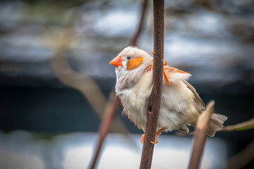 The zebra finches are two species of estrildid finch in the genus Taeniopygia found in Australia...