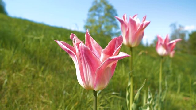 CLOSE UP, DOF: Delightful spring-flowering pink colored tulips in sunny garden. Blooming heralds of springtime swaying in gentle wind on a warm sunny day. Iconic garden plants enliven home backyard.