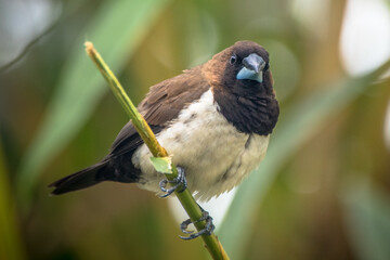 The Javan munia (Lonchura leucogastroides) is a species of estrildid finch native to southern Sumatra, Java, Bali and Lombok islands in Indonesia