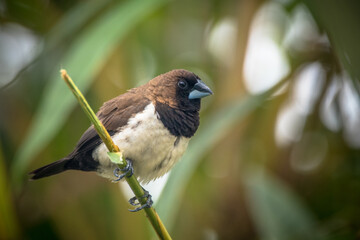 The Javan munia (Lonchura leucogastroides) is a species of estrildid finch native to southern Sumatra, Java, Bali and Lombok islands in Indonesia