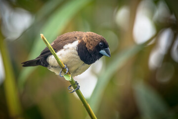 The Javan munia (Lonchura leucogastroides) is a species of estrildid finch native to southern Sumatra, Java, Bali and Lombok islands in Indonesia