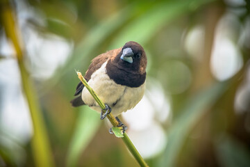 The Javan munia (Lonchura leucogastroides) is a species of estrildid finch native to southern Sumatra, Java, Bali and Lombok islands in Indonesia