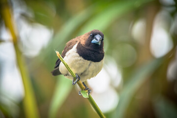 The Javan munia (Lonchura leucogastroides) is a species of estrildid finch native to southern Sumatra, Java, Bali and Lombok islands in Indonesia