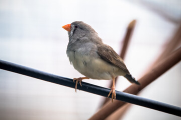 The zebra finches are two species of estrildid finch in the genus Taeniopygia found in Australia and Indonesia