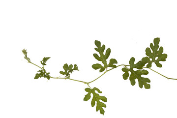  Melon tree isolated on white background. Clipping path.