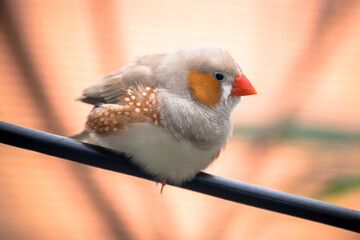 The zebra finches are two species of estrildid finch in the genus Taeniopygia found in Australia...