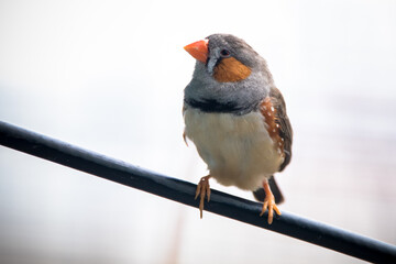 The zebra finches are two species of estrildid finch in the genus Taeniopygia found in Australia and Indonesia