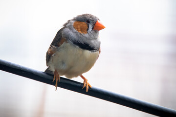 The zebra finches are two species of estrildid finch in the genus Taeniopygia found in Australia and Indonesia