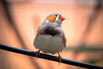 The zebra finches are two species of estrildid finch in the genus Taeniopygia found in Australia and Indonesia