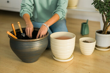 Closeup female gardener transplanting green plants in ceramic pots on the floor. Concept of home garden and potted plants