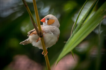 The zebra finches are two species of estrildid finch in the genus Taeniopygia found in Australia and Indonesia