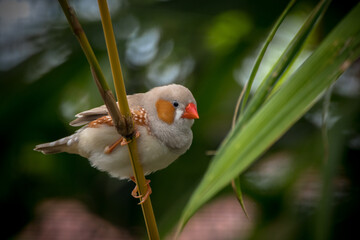 The zebra finches are two species of estrildid finch in the genus Taeniopygia found in Australia and Indonesia