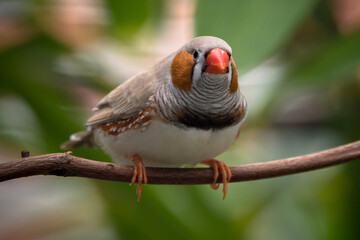 The zebra finches are two species of estrildid finch in the genus Taeniopygia found in Australia and Indonesia