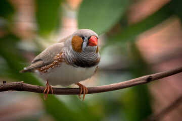The Zebra Finch (Taeniopygia guttata)