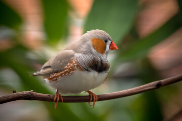 The zebra finches are two species of estrildid finch in the genus Taeniopygia found in Australia and Indonesia