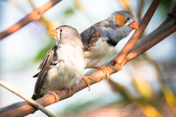 The zebra finches are two species of estrildid finch in the genus Taeniopygia found in Australia and Indonesia
