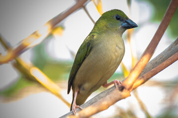 The pin-tailed parrotfinch (Erythrura prasina) is a common species of estrildid finch