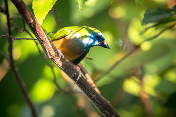 The pin-tailed parrotfinch (Erythrura prasina) is a common species of estrildid finch