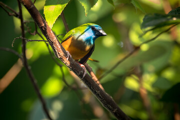 The pin-tailed parrotfinch (Erythrura prasina) is a common species of estrildid finch