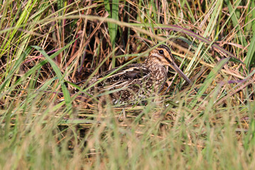 African Snipe Bird Concealed In Wetland Grass (Gallinago nigripennis), Pretoria, South Africa