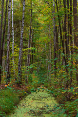 Jesienny las
