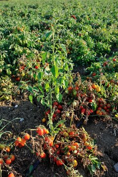 Tomatenfelder bei Parma in der Emilia Romagna