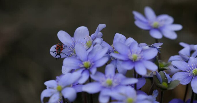 Liverwort Blooming Blue Hepatica Flower and European firebug in Wild Nature. Spring Time. Hepatica Nobilis