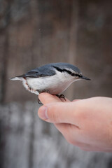 Fototapeta premium The Eurasian wood nuthatch small passerine bird with blue-gray upperparts feathers and a black eye-stripe sitting on person palm of hand being fed at winter time in the forest in its natural habitat