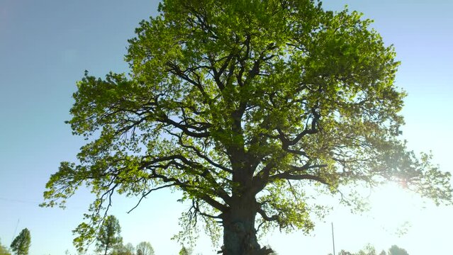 Drone shot of big green oak standing in the field