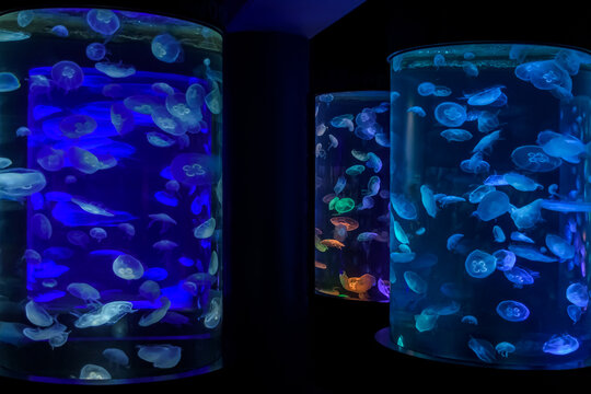 Jellyfish