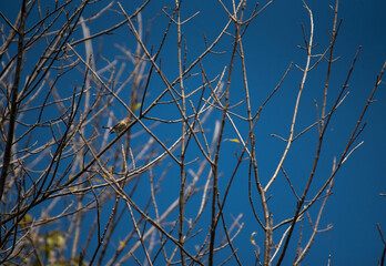 Yellow Rumped Warbler